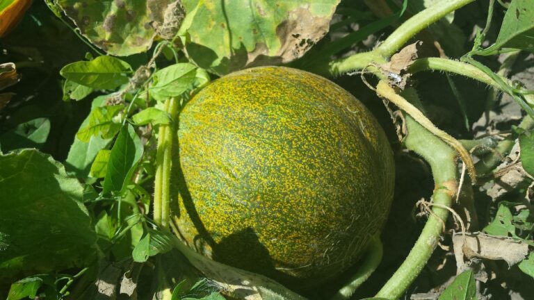 retete cu legume