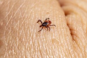boala lyme descoperita tarziu