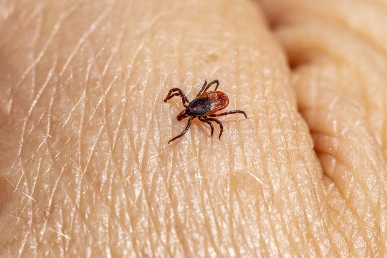 boala lyme descoperita tarziu