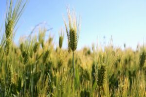 simptome boala celiaca