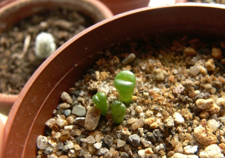 tuse si durerea in piept remedii naturiste