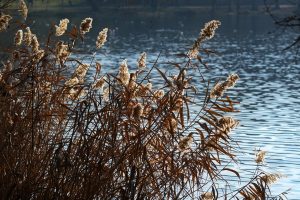 remedii naturiste pentru voma la copii