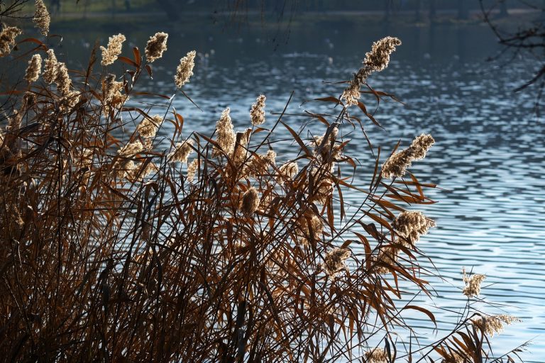 remedii naturiste pentru voma la copii
