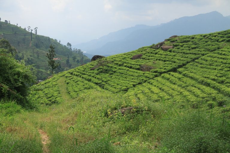 ceaiul de lavanda