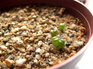 falca umflata remedii