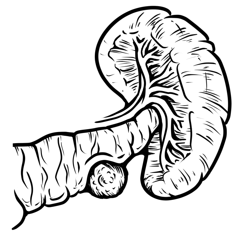 cum arata splina